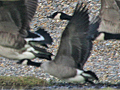 Richardson's Cackling Geese